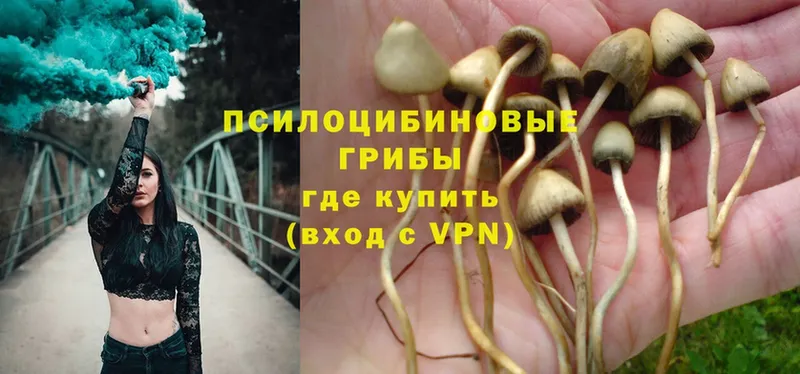 что такое   Почеп  Галлюциногенные грибы MAGIC MUSHROOMS 